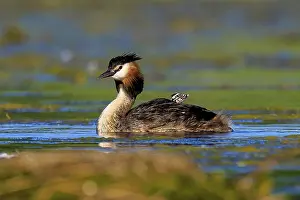 Float: A great crested grebe swimming on a lake surrounded by natural vegetation