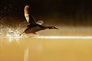Roy Glen: Great-Crested Grebe taking flight at sunrise