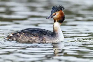 Ripples: Great Crested Grebe - UK
