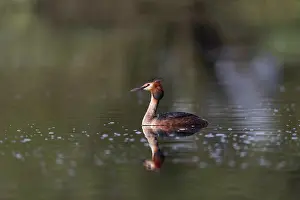 David Chapman: Great Crested Grebe - on Water - UK