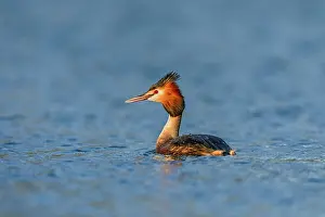 David Chapman: Great Crested Grebe - on Water - UK