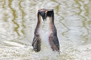 Weed: Great Crested Grebe - Weed Dance courtship display