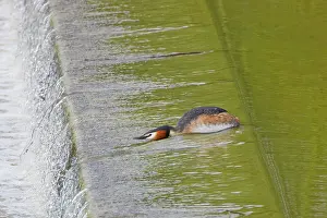 Podiceps: Great Crested Grebe - on weir Podiceps cristatus