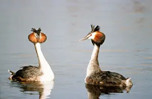 Crests: GREAT CRESTED GREBE - x two, on water, facing