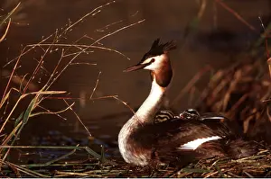 Piggyback: Great Crested GREBE - with young