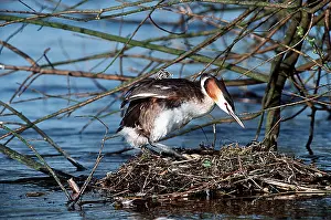 Piggyback: GREAT CRESTED GREBE - with young at nest