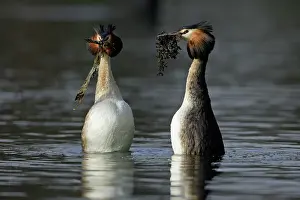 Presentation: Great Crested Grebes - Pair courtship displaying