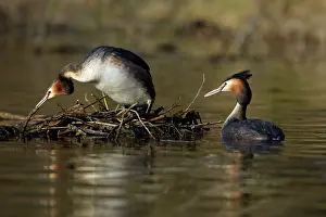 Inspecting: Great Crested Grebes - Pair courtship displaying