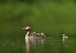 Widespread: Great Crested Grebes - parent and three chicks -