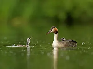 Swallowing: Great Crested Grebes - parent and chicks - chick