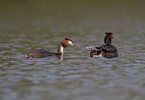 Widespread: Great Crested Grebes - parents and chick - chick