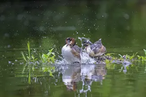 Hessen: Two great crested grebes (Podiceps Scalloped ribbonfish) copula