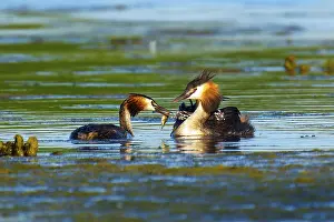 Fledgling: Two great crested grebes on the water