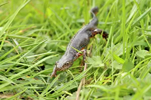 Salamandridae: Great Crested Newt