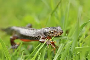 Salamandridae: Great Crested Newt