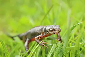 Salamandridae: Great Crested Newt