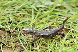 Salamandridae: Great Crested Newt