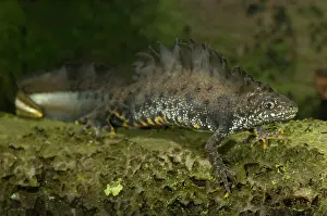 Lurch: Great Crested Newt