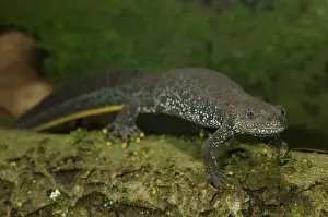 Lurch: Great Crested Newt