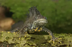 Lurch: Great Crested Newt