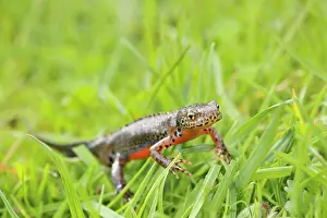 Salamandridae: Great Crested Newt