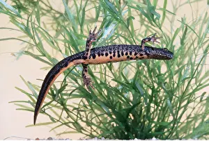 Upside: Great-Crested Newt