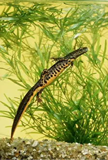 Aquariums: Great-Crested Newt