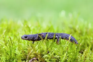 Newts: Great Crested Newt - juvenile walking across moss