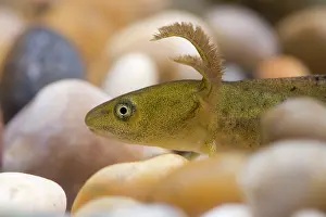 Newts: Great Crested Newt - Macro photo of head of eft or larva
