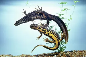 Emma Coghlan: Great-Crested Newt - male & female