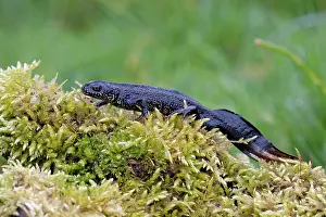 Newts: Great Crested Newt - On moss covered log
