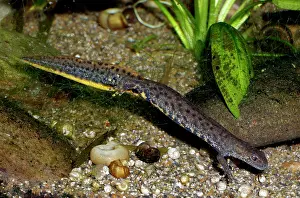Condition: Great Crested Newt - in non-breeding condition