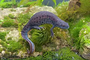 Photographed: Great Crested Newt - Single adult female photographed