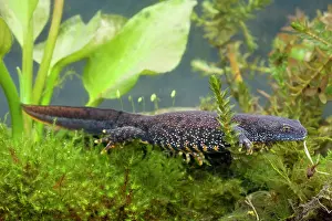 Photographed: Great Crested Newt - Single adult female photographed