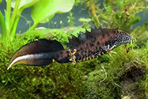 Photographed: Great Crested Newt - Single adult male photographed