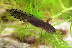 Photographed: Great Crested Newt - Single larva photographed underwater