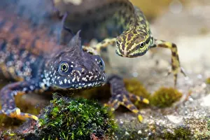 Photographed: Great Crested Newt and Smooth Newt (Triturus vulgaris)