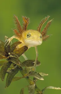 Salamander: Great Crested Newt (Triturus cristatus) larva