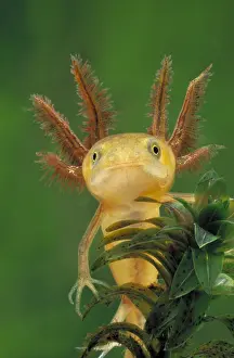 Gill: Great Crested Newt (Triturus cristatus) larva p