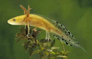 Gill: Great Crested Newt (Triturus cristatus) larva s