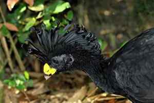 Crax: Great Curassow