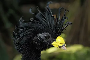 Crax: Great Curassow
