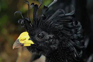 Crax: Great Curassow