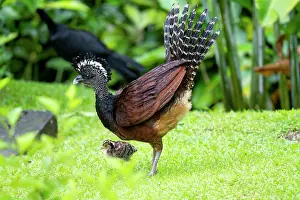 Game Bird: The Great Curassow, Crax rubra