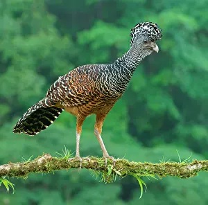 Crax: Great curassow (Crax rubra), female standing on