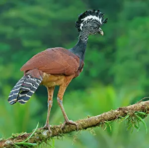 Crax: Great curassow (Crax rubra), female standing on