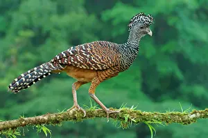 Crax: Great curassow (Crax rubra), female walking on a
