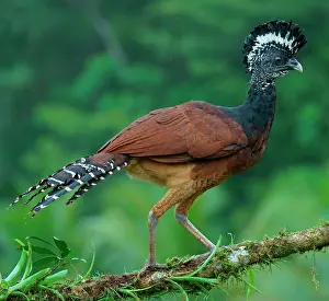 Crax: Great curassow (Crax rubra), female walking on a
