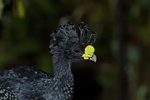 Crax: Great Curassow Crax rubra Male A large pheasant-like