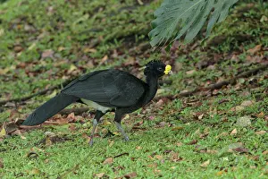 Crax: Great Curassow Crax rubra Male A large pheasant-like